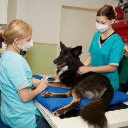 Einsatz beim Tierazt: Bequeme Unterlage auf dem Behandlungstisch