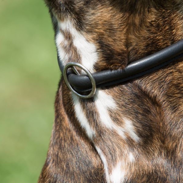 Training Dog Collar Kieffer Ultrasoft® in detail
