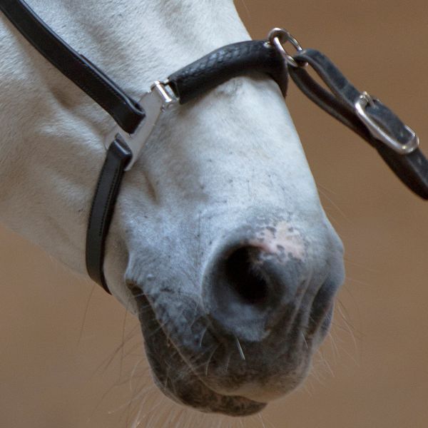 With soft padded noseband