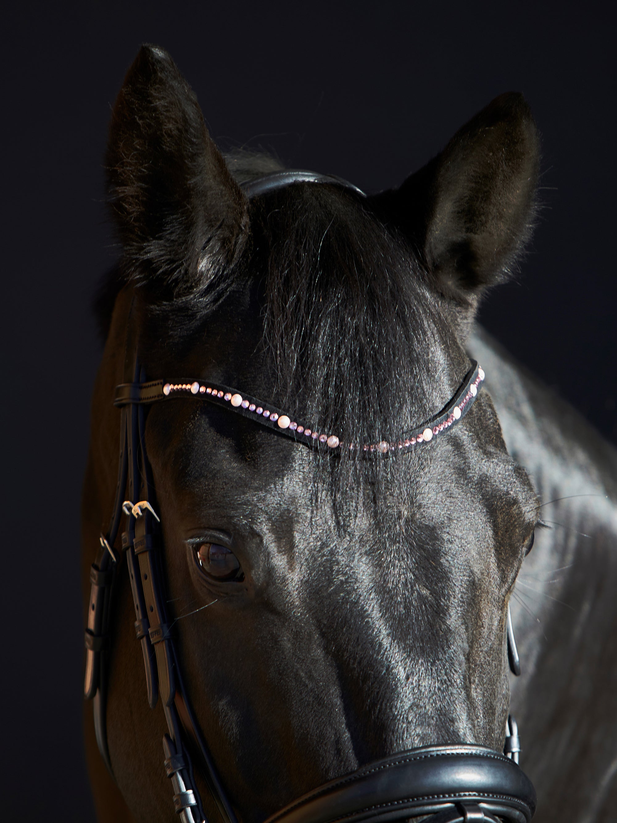 Detailfoto Trense Priya in Schwarz mit Chrombeschlägen am Pferd: geschwungenes Stirnband mit rosafarbenen Swarovski® Kristallen