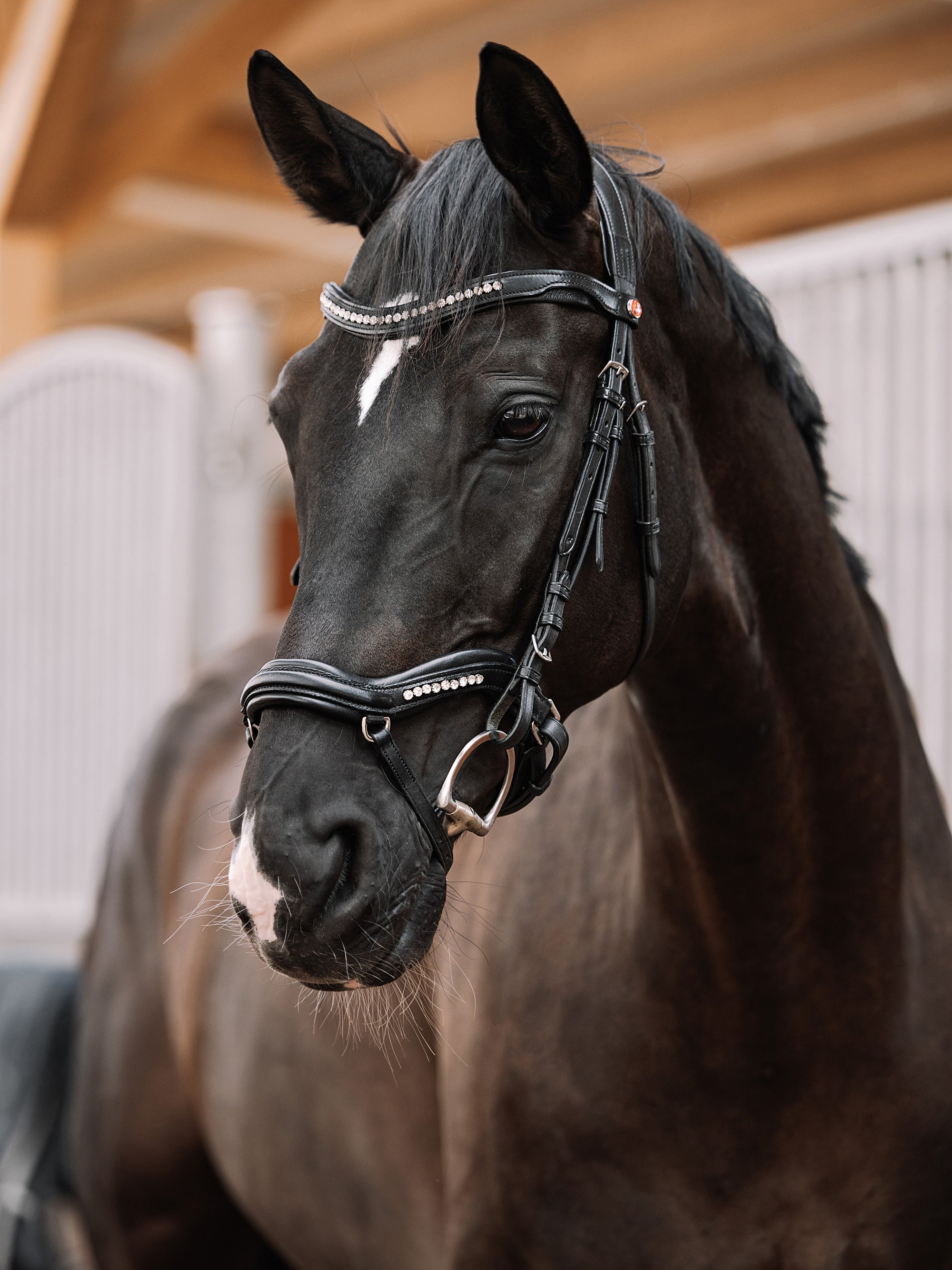 Trense Kieffer Ultrasoft® Luna in Schwarz mit Chrombeschlägen am Pferd