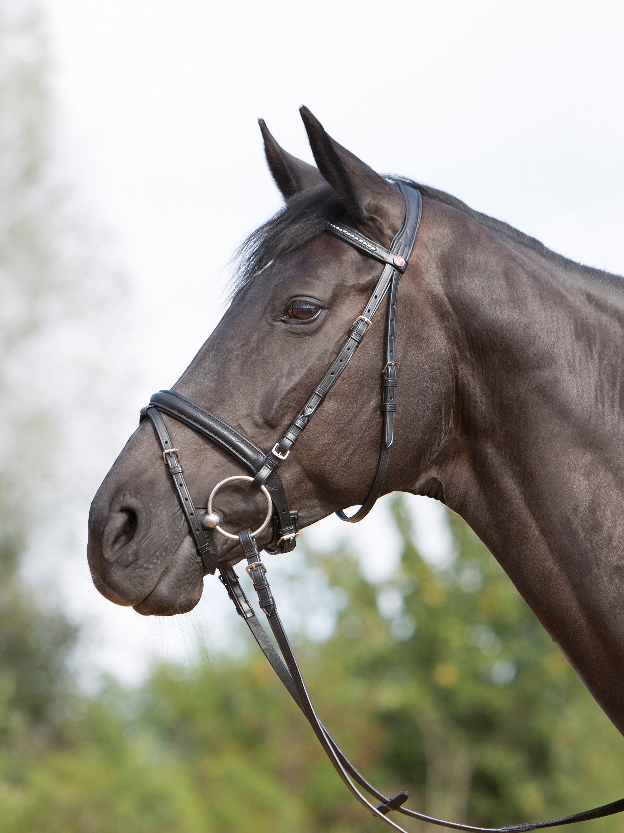 Trense Kieffer Ultrasoft® in Schwarz mit Chrombeschlägen am Pferd