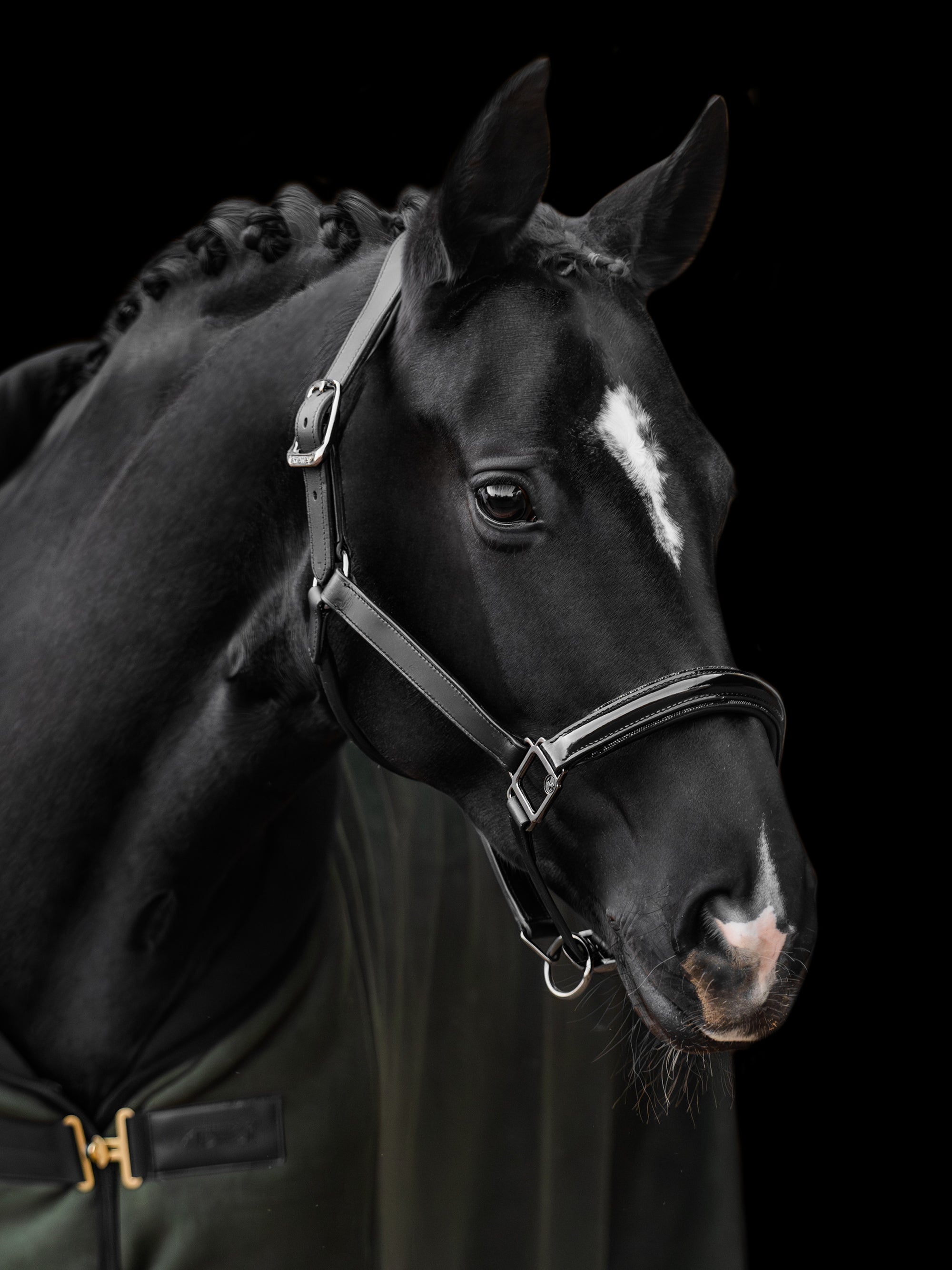 Leder-Stallhalfter Onyxa in Schwarz am Pferd