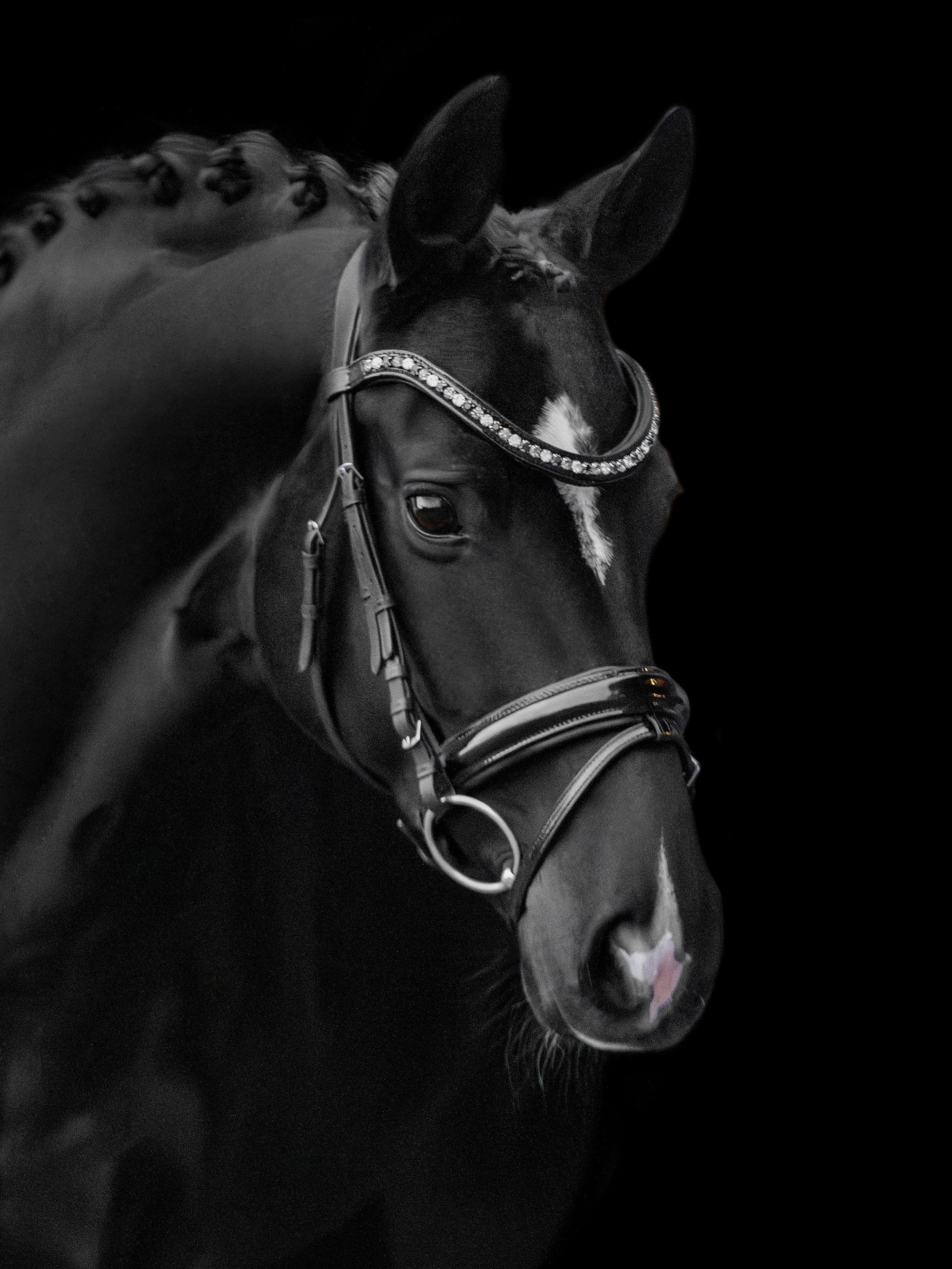 Trense Lucy in Schwarz